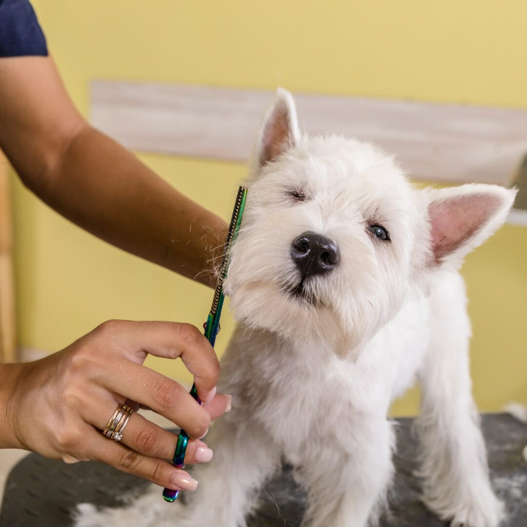 8 Dicas para fazer compras em um pet shop 1 pet shop