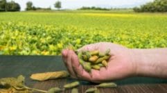 O Plano Safra de Agricultura Familiar 202324 Fornecerá R$71,6 Bilhões em Crédito