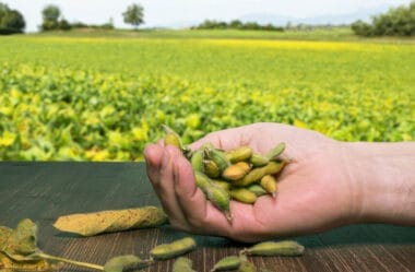 O Plano Safra de Agricultura Familiar 2023/24 Fornecerá R$71,6 Bilhões em Crédito