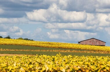 Ações que Transformam Vidas: A Força do Microcrédito no Nordeste Brasileiro