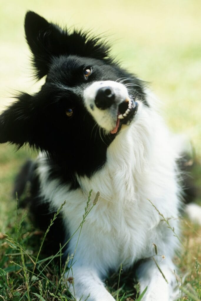 A Histeria Nacional com o Fim das Carrocinhas de Cachorros em 2021