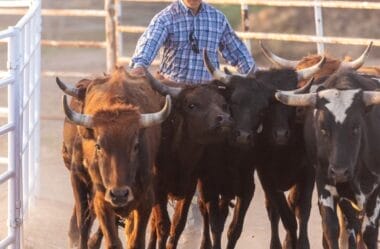 Justiça do Trabalho Condena Fazenda a Indenizar Trabalhador por Grave Acidente com Gado no Triângulo Mineiro