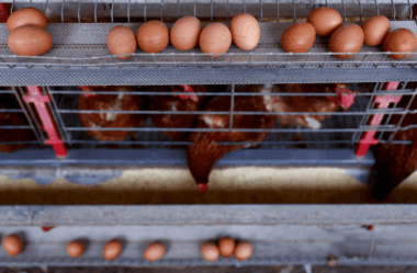Gripe aviária em granja comercial no Brasil preocupa? Como afeta ações de proteínas?