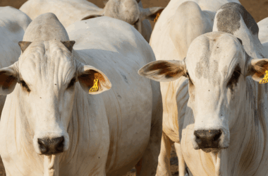 Marfrig (MRFG3) tem lucro líquido de R$ 88 mi no 1º tri