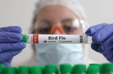 China, Argentina, Uruguai e mais países suspendem compras de frango do Brasil após caso de gripe aviária – Money Times