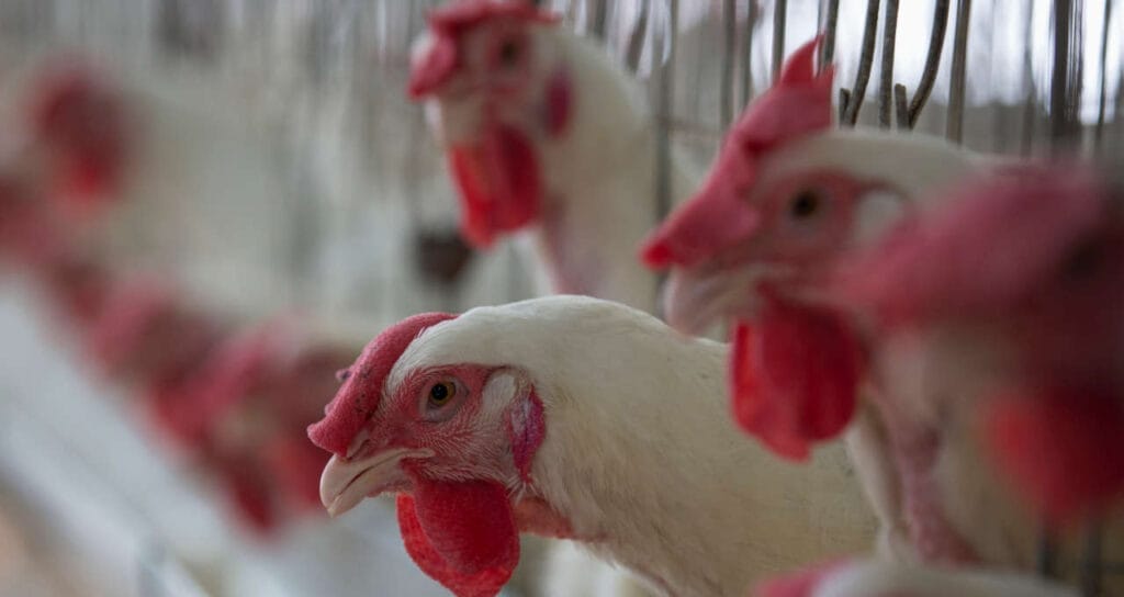 gripe aviaria aves argentina