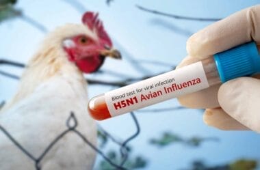 Entrevista: entenda o caso de gripe aviária no Brasil