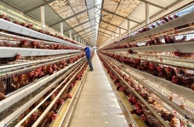 Qual é o risco da gripe aviária para a saúde humana? | Saúde