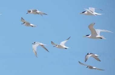 Gripe aviária: entenda se é possível se contaminar comendo carne de frango | Agronegócios